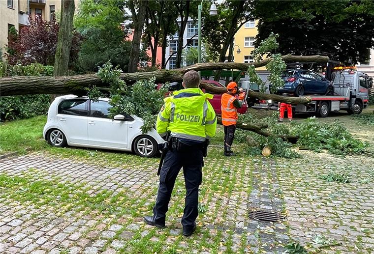 Bremerhaven: 20-Meter-Baum zerquetscht Auto Ein Baum ist in Lehe auf parkende Autos gefallen.