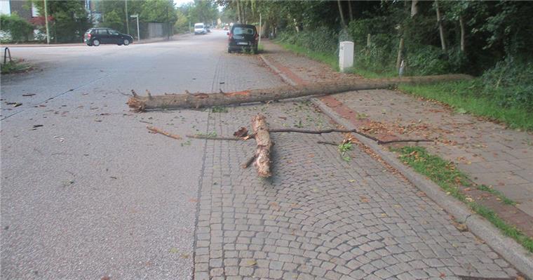 Bremerhaven: Baum stürzt auf Straße Ein Baum ist in Leherheide umgestürzt.