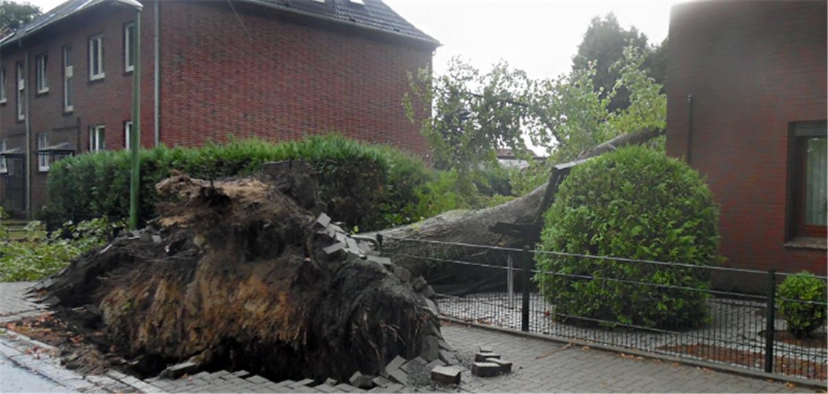 Ein Baum stürzte in der Bahnhofsstraße neben einem  Wohnhaus um.