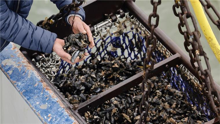 Ein Besatzungsmitglied eines Muschelkutters hält Miesmuscheln in den Händen.