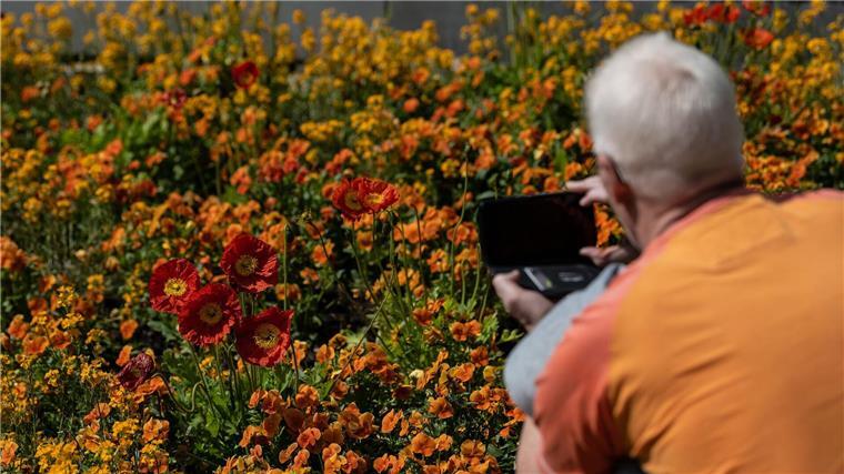 Ein Besucher fotografiert bei der niedersächsischen Landesgartenschau Mohnblüten.