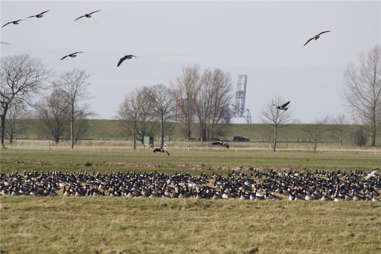 Ärger über Jagdverbot für Gänse Ein Bild aus Landwürden: In der Wesermündung überwintern 25000 bis 30000 Gänse. Landwirte klagen darüber, dass sie alles kahl fressen und voll koten.