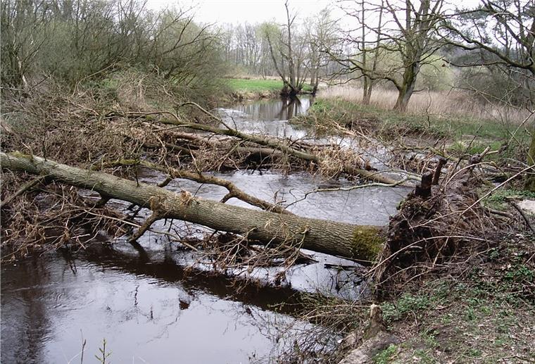 Großes Aufräumen am Wasser nach den Orkanen Ein Bild wie dieses bieten in diesen Tagen etliche Gewässer im Gebiet des Unterhaltungsverbandes Obere Oste. Der Verband sorgt für die Bergung der Baumhindernisse, nicht jedoch für deren Beseitigung.