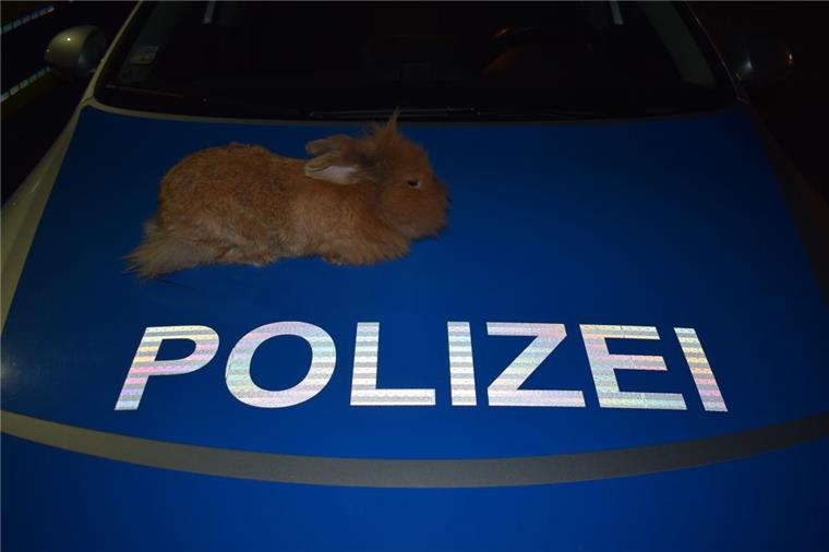Hilfe fürs Kaninchen: Der wärmende Arm des Gesetzes Ein bisschen Wärme schadet nie: Der Polizei in Stadthagen ist ein Kaninchen vors Auto gelaufen.