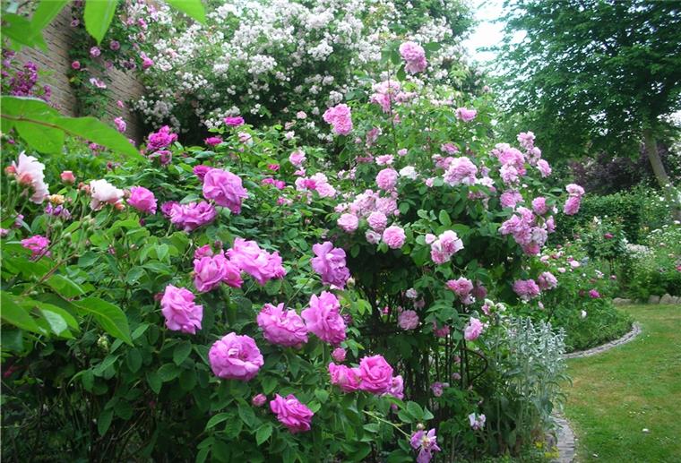 Tag der offenen Gartenpforte: Auf ins Gartenparadies Ein Blick in den Rosengarten von Anne und Hinrich Allmers am Heetweg in Nordenham.