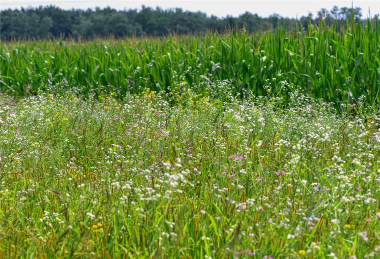 Niedersachsen: Landvolk fordert mehr Geld für Klimamaßnahmen Ein Blühstreifen wurde neben einem Maisfeld angelegt.