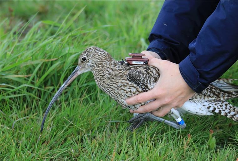 Cuxland: Brachvögel mit GPS-Sendern ausgerüstet Ein Brachvogel mit einem GPS-Sender: Mithilfe der gewonnenen Daten sollen Maßnahmen zur Verbesserung des Lebensraums und damit des Bruterfolgs entwickelt werden.
