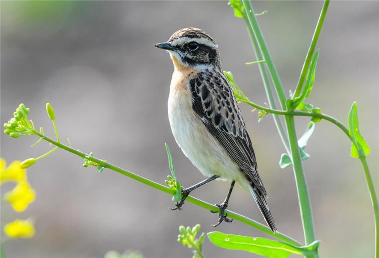 „Vogel des Jahres“: Fünf Kandidaten treten zur Wahl an Ein Braunkehlchen (Männchen) (Saxicola rubetra).