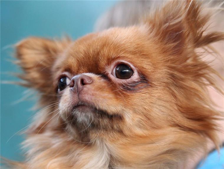 Chihuahua stirbt nach Unfall im Vieländer Weg - Unfallfahrer macht sich aus dem Staub Ein Chihuahua (hier ein Symbolfoto von der Hunderasse) ist nach einem Zusammenstoß mit einem Auto im Vieländer Weg gestorben.
