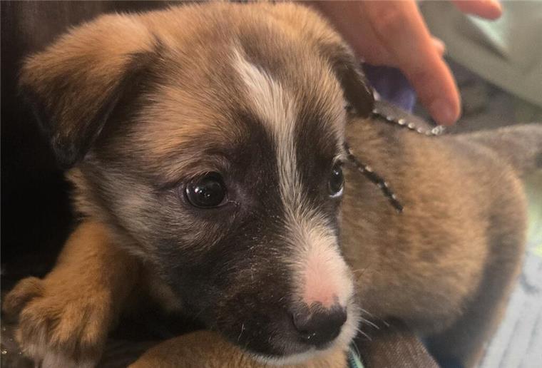 Illegaler Welpentransport: Zoll entdeckt vier Wochen alten Hundewelpen im Zug Ein kleiner Welpe schaut an der Kamera vorbei.