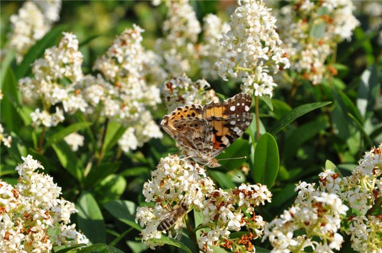 Nordseeküste: Invasion der Distelfalter Ein Distelfalter auf Ligusterblüten.