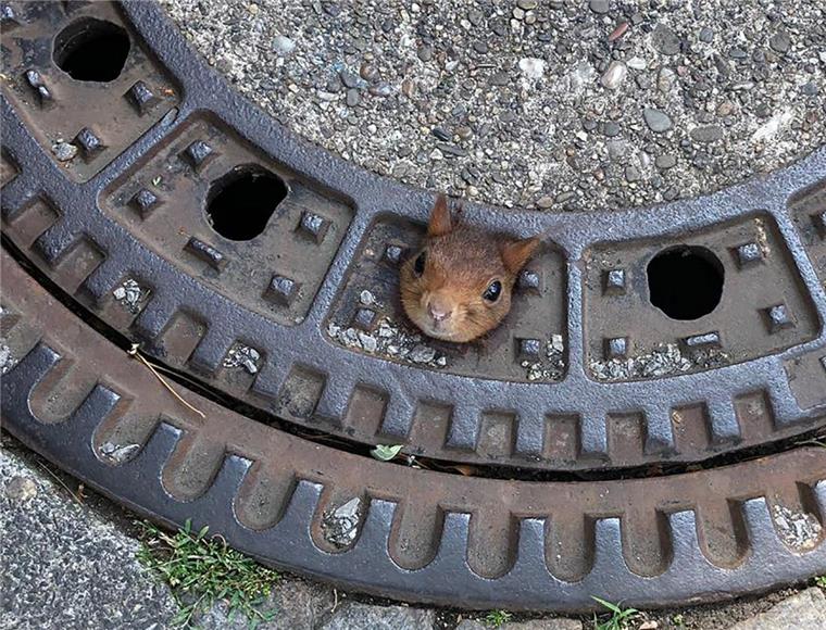 Tierisches aus Dortmund: Eichhörnchen steckt in Gullydeckel fest Ein Eichhörnchen steckt mit dem Kopf in einem Gullydeckel in Dortmund fest.