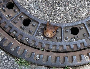 Ein Eichhörnchen steckt mit dem Kopf in einem Gullydeckel in Dortmund fest.