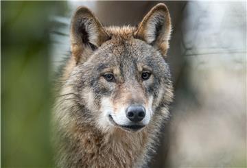 Ein Wolf.