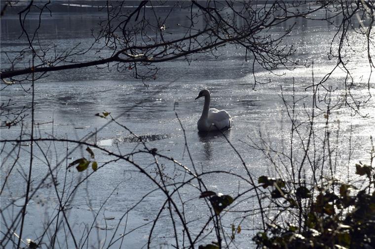 In Bildern: So schön ist der Winter in Bremerhaven Ein einsamer Schwan ist auf dem Bootsteich unterwegs.