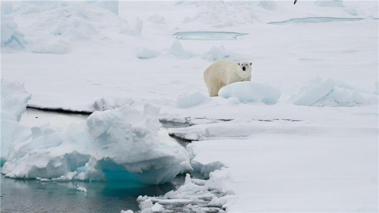 Phänomen: Arktisches Eis im Sommer von Schnee bedeckt Ein Eisbär steht auf einer Eisscholle.