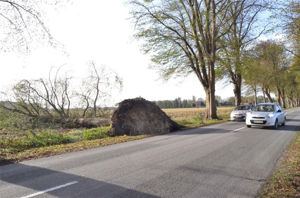 Ein entwurzelter Baum in der Nähe von Sellstedt. Foto: Fixy