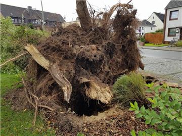 Ein entwurzelter Baum in Wulsdorf.