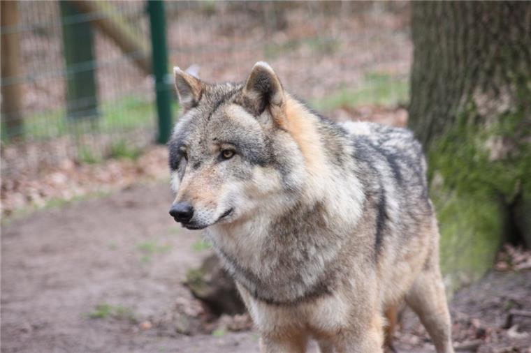 Zusammengefasst! Das war der Freitag im nord24-Land Ein Europäischer Grauwolf in dem Gehege des Wolfcenters.
