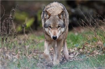 Ein Europäischer Wolf.