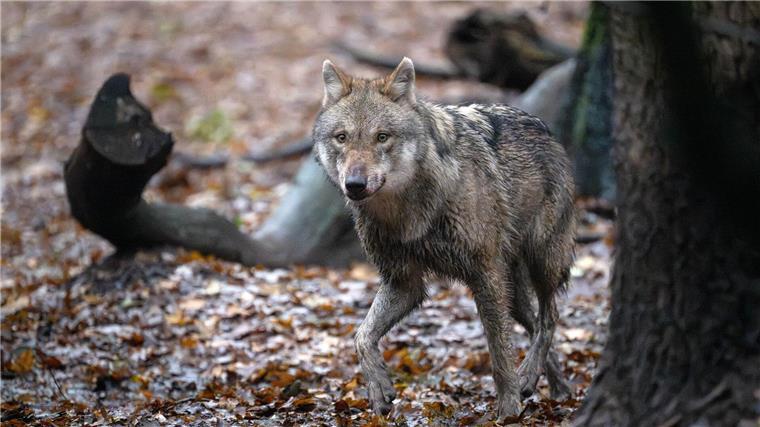 Mitgliedsverbände verlassen das Dialogforum Wolf Ein Europäischer Wolf in einem Gehege vom Wolfcenter Dörverden.