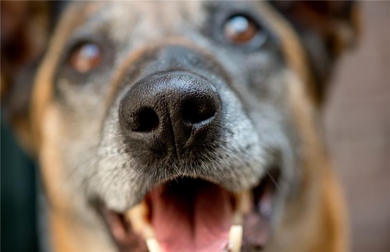 Ein extrem lautes Hundegebell hat die Bürger in Lehe aufgeschreckt.  