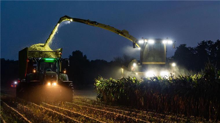 Landwirte sind mit Maisernte zufrieden Ein Feldhäcksler erntet Maispflanzen für eine Biogasanlage und befördert diese zerkleinert auf einen daneben fahrenden Traktor mit Anhänger.