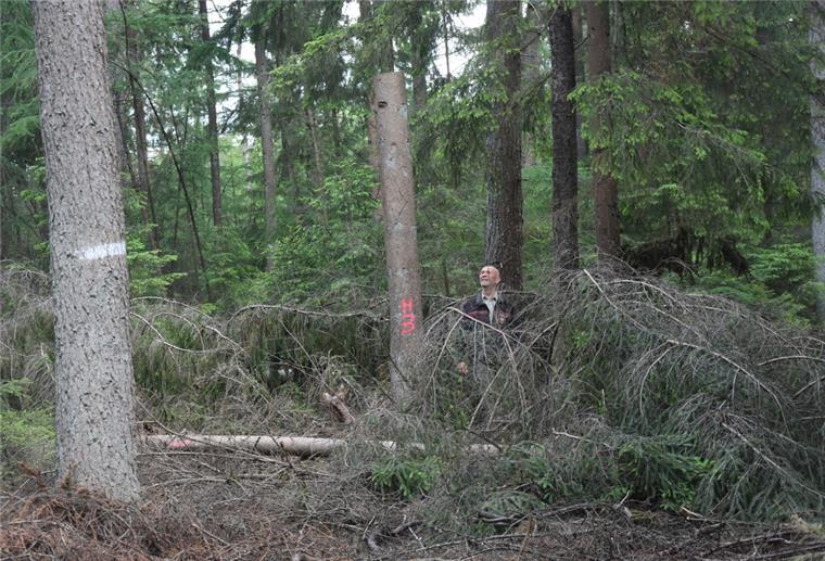 Förster Schulz köpft Bäume für den Artenschutz Das Foto zeigt einen Hochstumpf