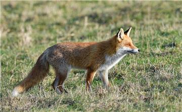 Ein Fuchs hat für einen Unfall auf der A27 zwischen Schwanewede und Ihlpohl gesorgt.