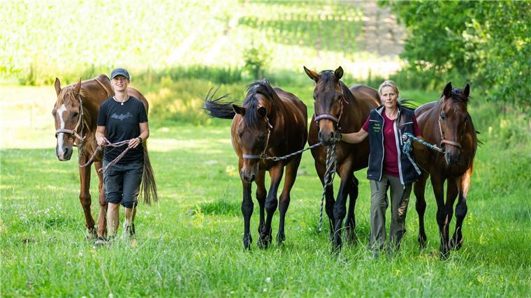 Gnadenhof braucht Hilfe - Pferde und Lämmer zu teuer Ein Gnadenhof für Tiere bei Uelzen kommt an seine Grenzen.