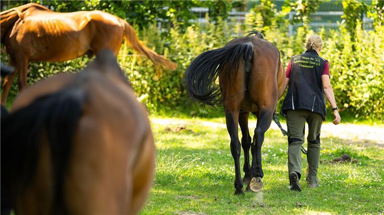Gnadenhof braucht Hilfe - Pferde und Lämmer zu teuer Ein Gnadenhof für Tiere bei Uelzen kommt an seine Grenzen.