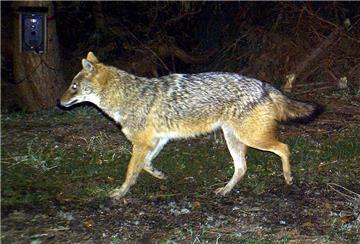 Das Foto aus dem Jahr 2012 zeigt einen Goldschakal, der im Nationalpark Bayerischer Wald (Bayern) von einer Wildkamera fotografiert wurde.