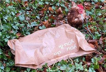 Ein Huhn steht neben einer Plastiktüte. Ein weiteres Tier lag tot hierdrin.