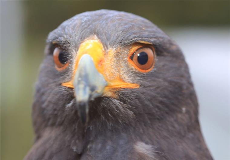 Ein Greifvogel hat am Sonnabend in Lintig für einige Aufregung und zwei Unfälle gesorgt. 