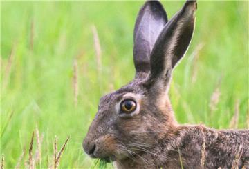 Ein Hase kam in Butjadingen bei einem Verkehrsunfall ums Leben.
