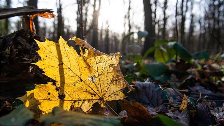 Hannovers Stadtwälder stark geschädigt Ein herbstlich gefärbtes Blatt liegt im Stadtwald Eilenriede auf dem Boden und wird von der Sonne angestrahlt.“)