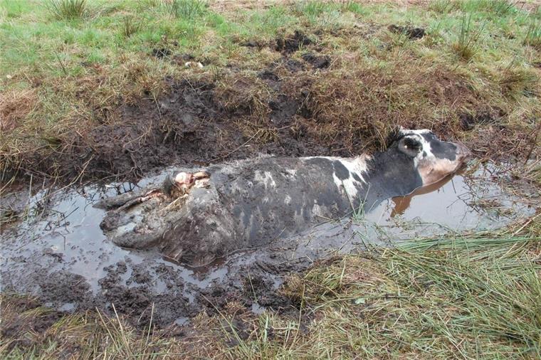 Wolf reißt tragendes Rind in Armstorf Ein hochtragendes Rind (Färse) ist von Wölfen nahe Armstorf gerissen worden.