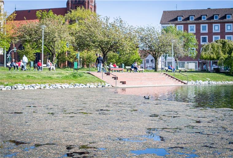 Holzhafen stinkt zum Himmel Ein hoher Nährstoffeintrag ist für den massiven Algenwuchs im Holzhafen in Geestemünde verantwortlich. Der Gestank entsteht beim Zerfall der Algen.