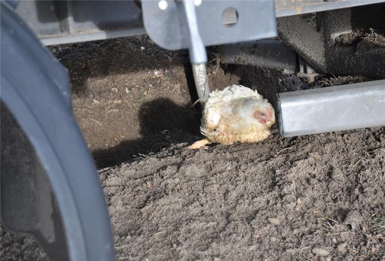 Tiertransporter auf Bundesstraße verunglückt: 2500 Tiere tot Ein Huhn, das überlebt hat, kauert unter dem Sattelschlepper.