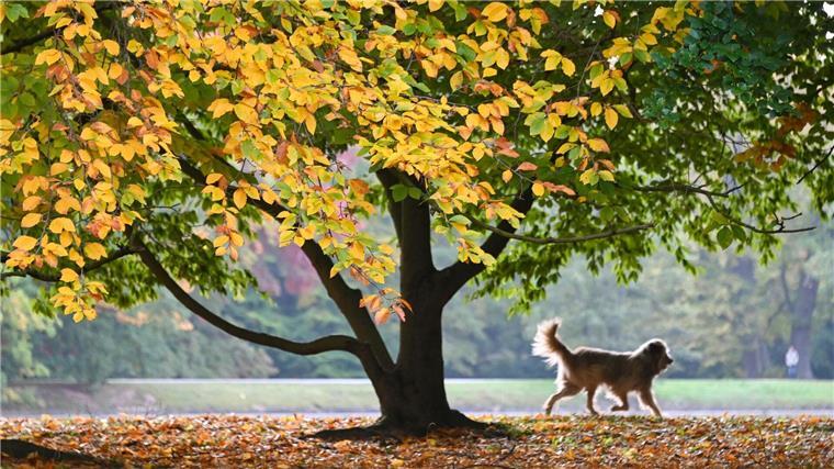 Nach Hundeattacke auf Mädchen sollen Halter Prüfung ablegen Ein Hund eilt unter einem verfärbten Baum voraus.