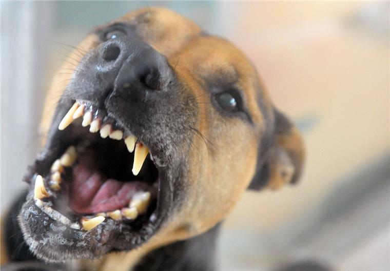 Bremerhaven: Einbrecher hat Angst vor Hund und flieht Ein Hund hat in Bremerhaven-Geestemünde am Sonntag einen Einbrecher in die Flucht geschlagen.