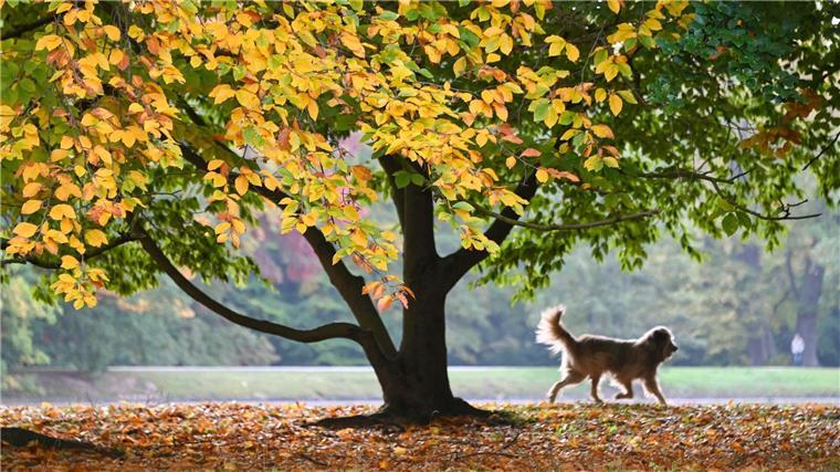 Staupegefahr für Hunde im Kreis Lüchow-Dannenberg Ein Hund läuft in einem Park.