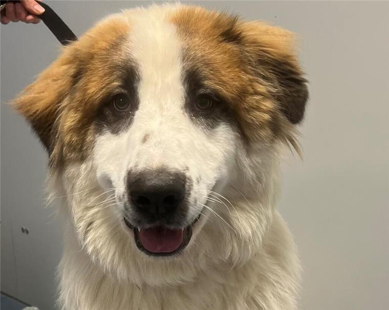 Wer schenkt Locco Liebe? Charakterstarker Hund sucht neues Zuhause Hund