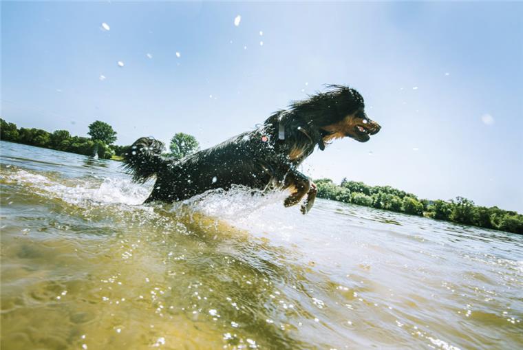 Haustier mit in den Urlaub? Darauf sollte man achten Ein Hund springt am Hundestrand durchs Wasser