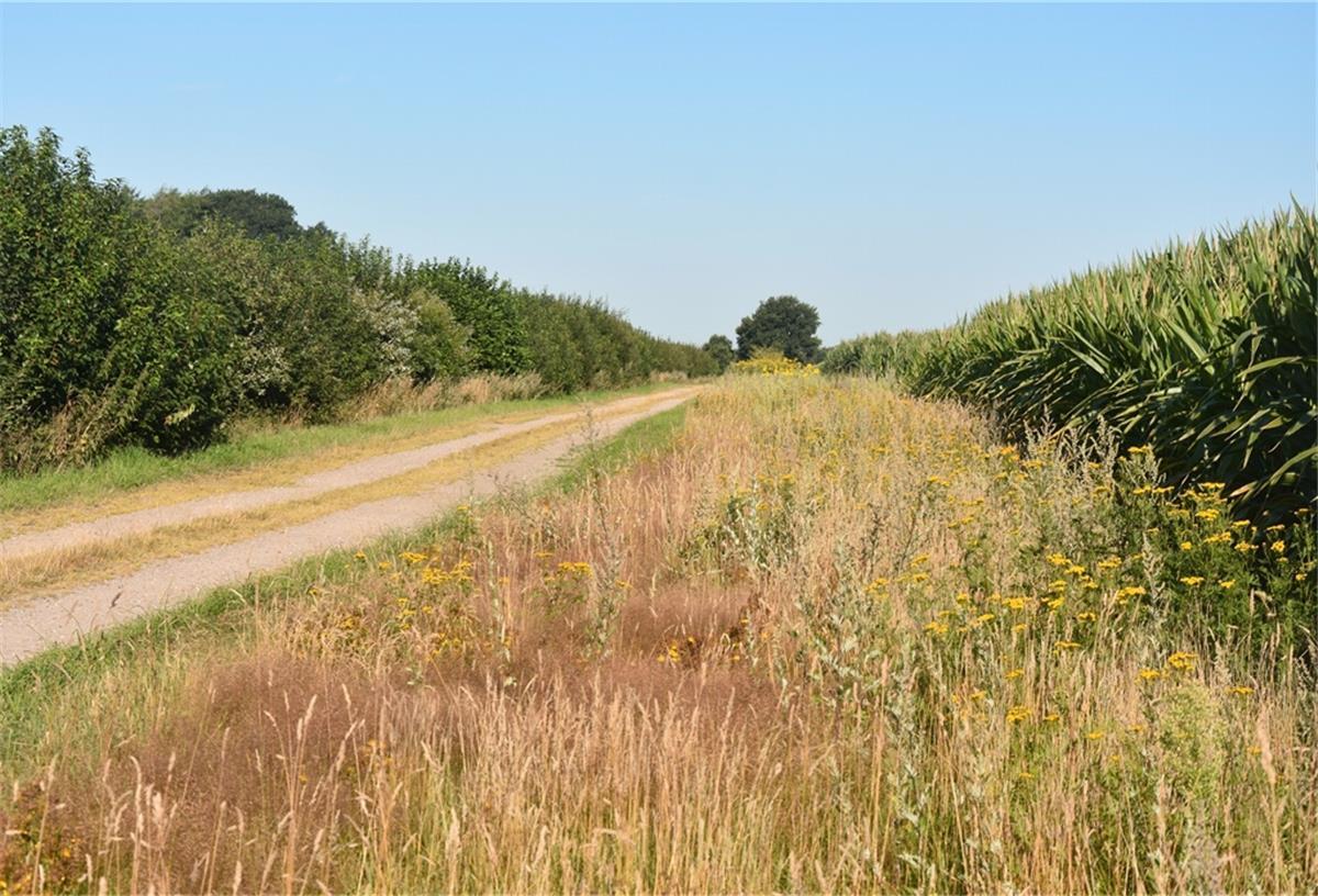 Der Wegrain: Ein Zuhause für Hummel, Hase und Rebhuhn Ein idealer Weg: Rechts ein breiter Seitenraum mit üppigem Bewuchs, links eine Hecke mit verschiedenen Büschen und Sträuchern.