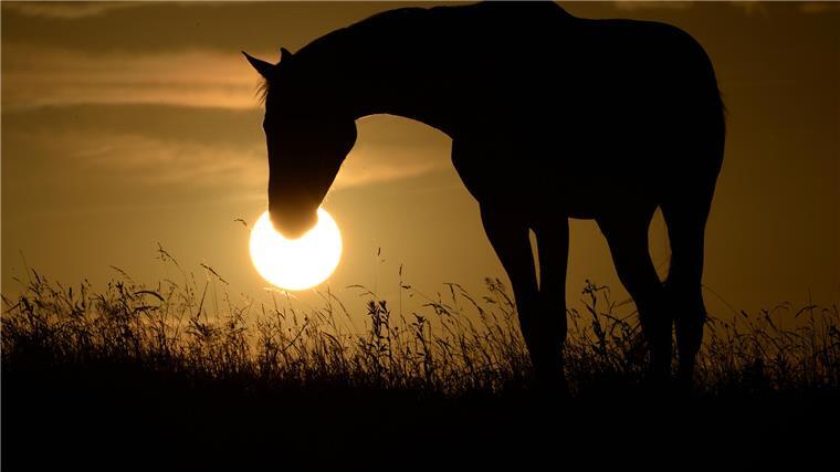 Von besonderen Pferden und ihren klangvollen Namen Ein Pferd mit gesengtem Kopf weidet vor der untergehenden Sonne.