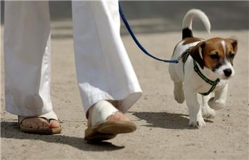 Ein Jack-Russell musste in Berlin sterben, weil er "genervt" hat. 