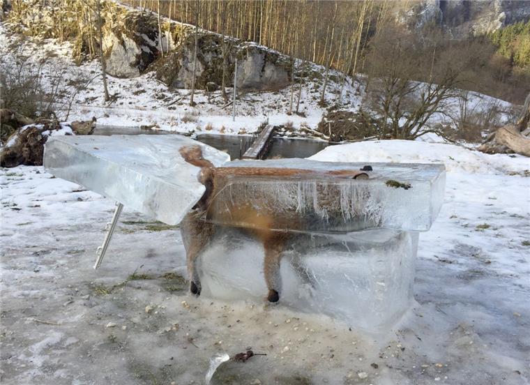 Ein Jäger hat einen ertrunkenen Fuchs im Eisblock als Warnung aufgestellt. 