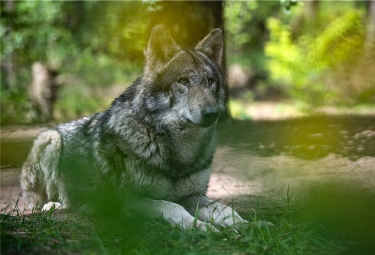 Illegal erschossen? Toter Wolf im Landkreis Uelzen gefunden Ein Jäger hatte das Tier laut Polizeiangaben am Silvestertag auf einem Acker gefunden.
