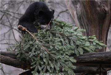 Ein junger Brillenbär legt sich im Gehege des Frankfurter Zoos einen Weihnachtsbaum auf einem Baumast zurecht.